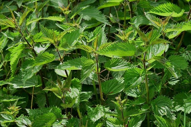 Une plante d'ortie qui est efficace contre le rhume des foins