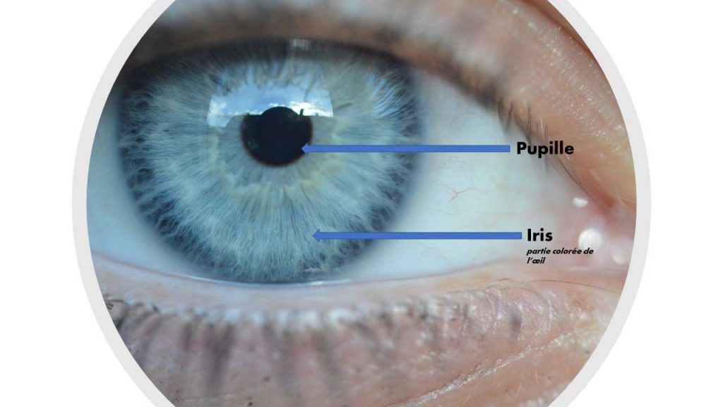 un schéma qui montre ou se trouve la pupille ainsi que l'iris