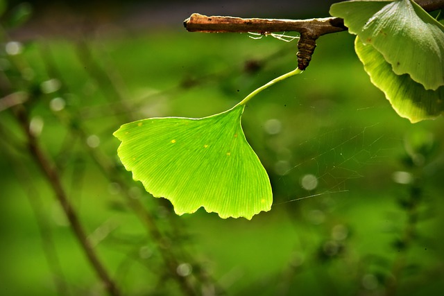 une feuille de Ginkgo Biloba