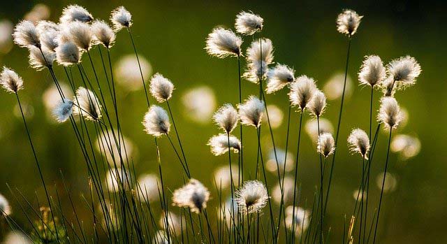 fleurs de cotons