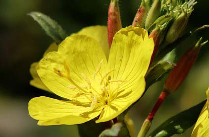 photo d'une plante d'onagre