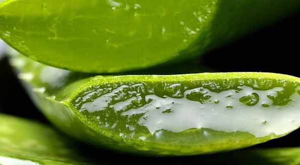 Aloe vera un produit naturel très bénéfique pour la peau