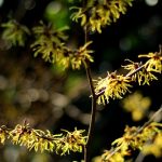 Image d'hamamelis