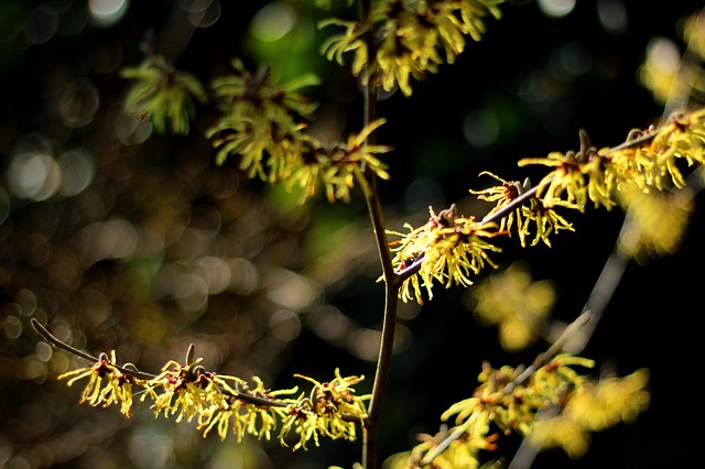 Image d'hamamelis