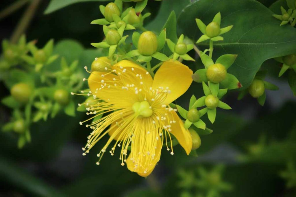 une plante de millepertuis