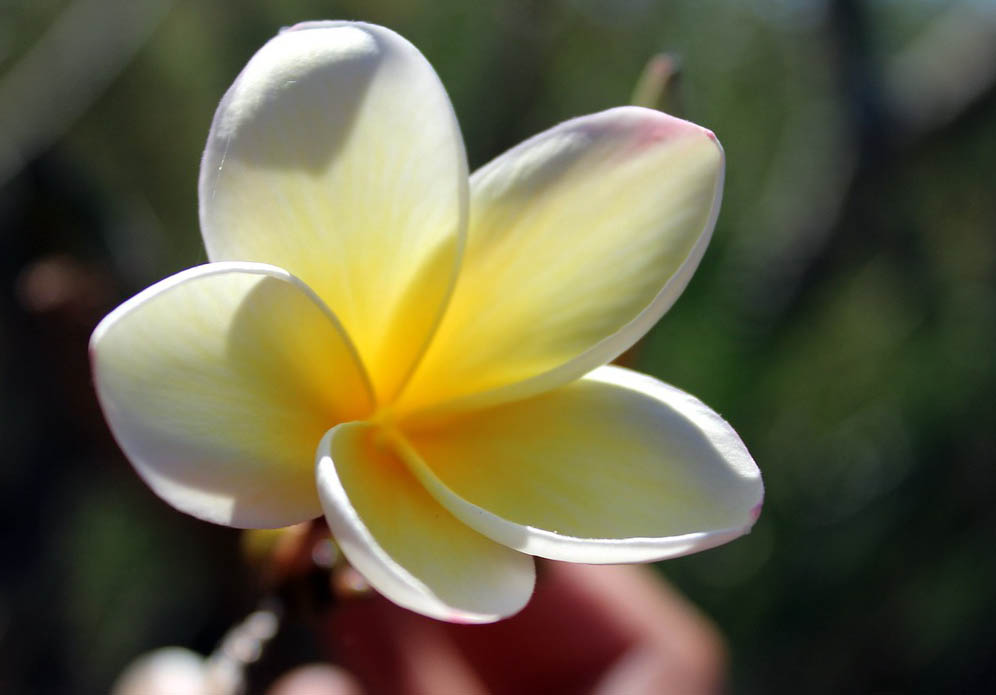 La fleur de Tiaré