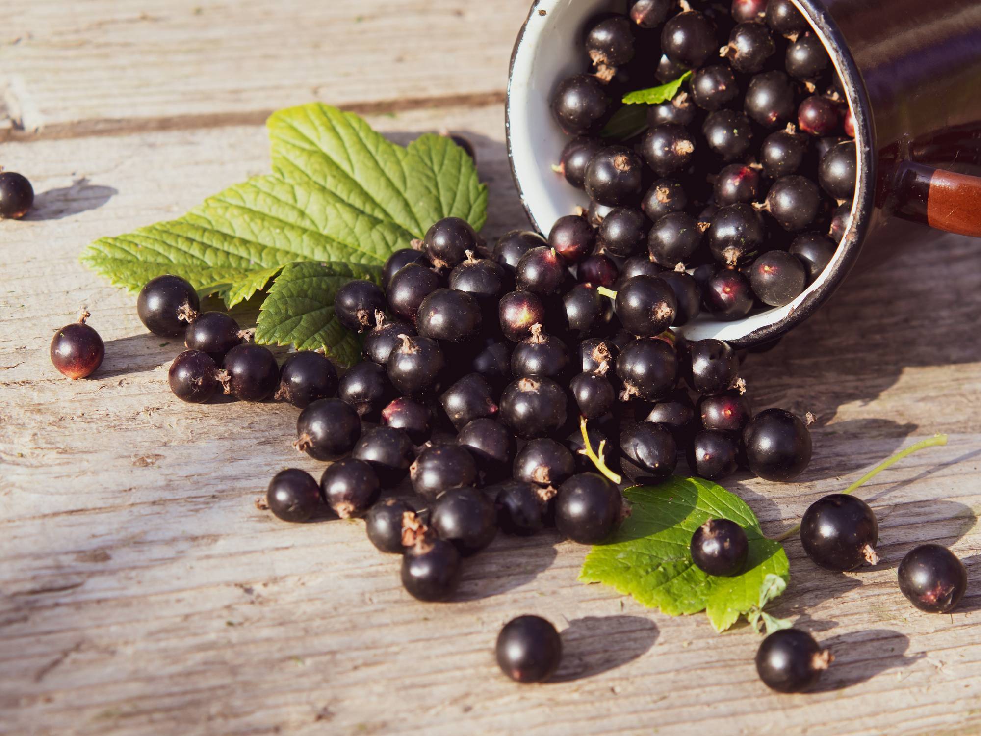 teinture mère cassis