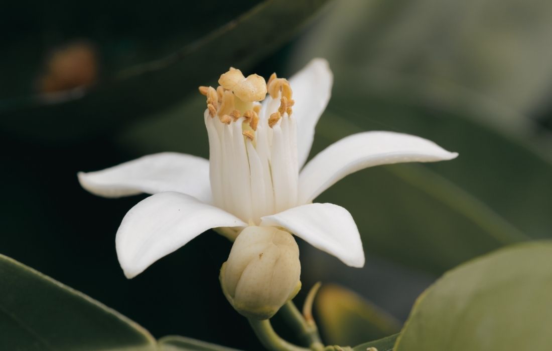 Zoom su rune fleur d'oranger