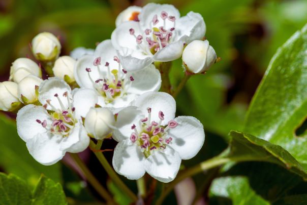 L’Aubépine (Crataegus Oxacanthia)