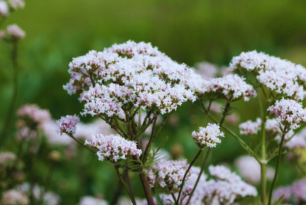 La Valériane (Valeriana officinalis)