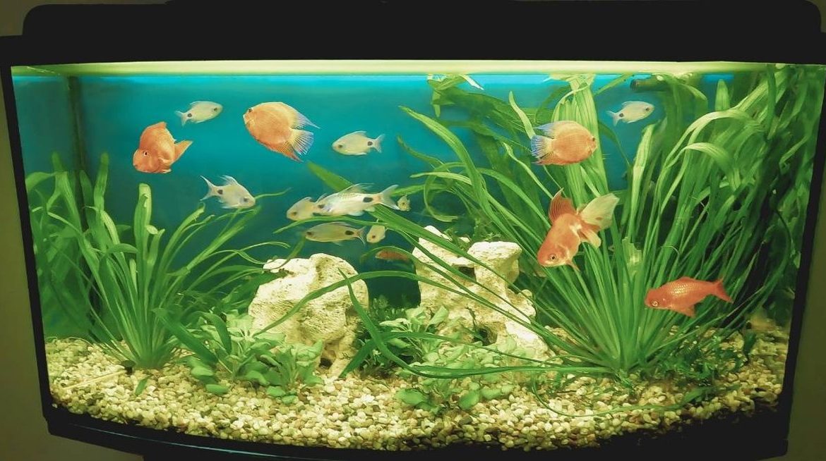 Aquarium d'intérieur avec plantes aquatiques et poissons colorés